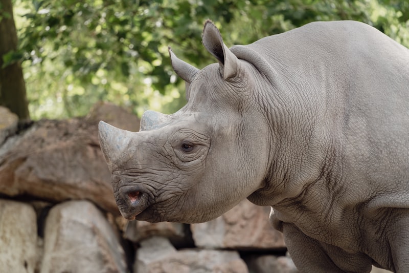 Photo by Niels Baars on Unsplash — representative image for Teen Art Adventures: Florida Wildlife Painting