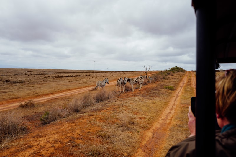 Photo by Adrien Olichon on Unsplash — representative image for Deer Tick