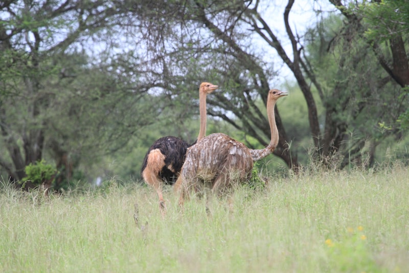 Photo by Safari Requests on Unsplash — representative image for Northwest Trek Wildlife Park